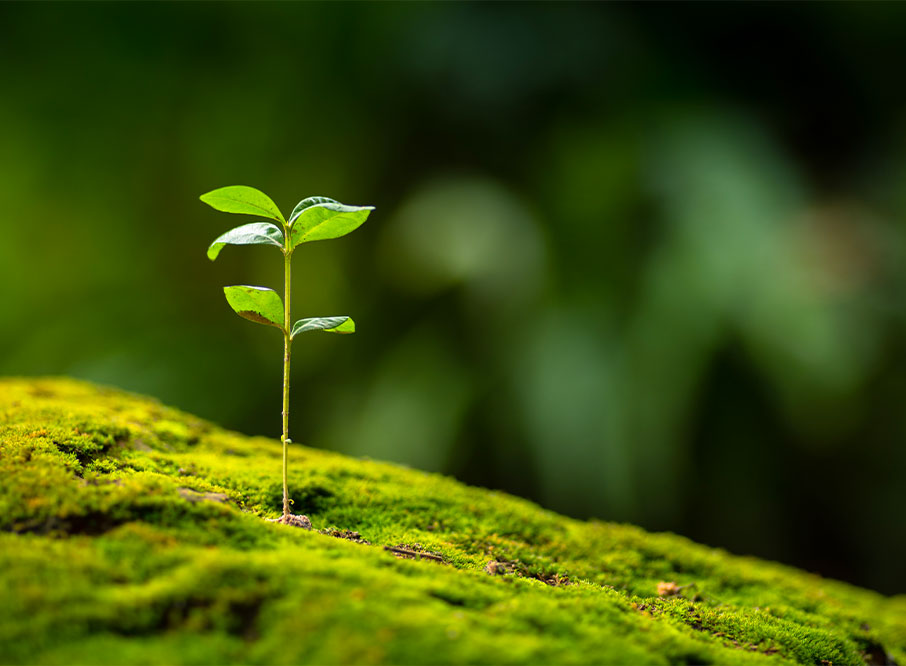 geste ecologique camping vendee