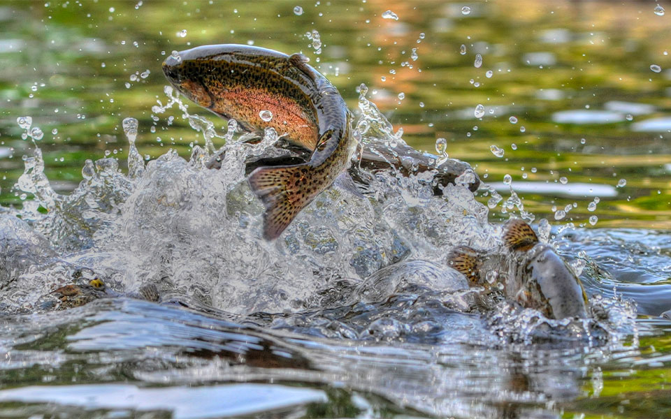 peche poisson dordogne