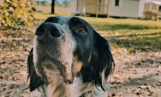 camping en Dordogne, voyagez avec votre animal