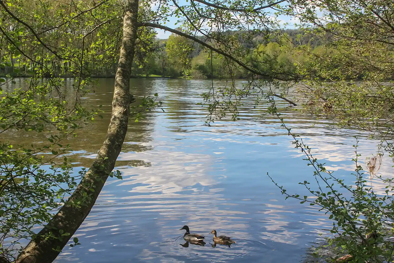 canards rivière Dordogne